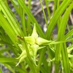 Carex grayi Fruit