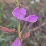 Tephrosia villosa Flower