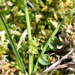 Carex demissa Blüte
