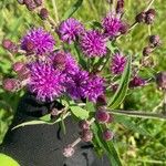 Vernonia baldwinii 花