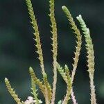 Selaginella helvetica മറ്റ്