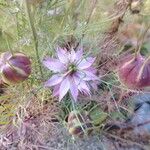 Nigella damascenaFlower