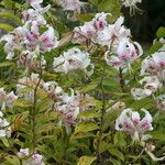 Lilium speciosum Fleur