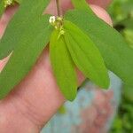 Euphorbia nutans Blad