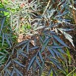 Grevillea robusta Folha