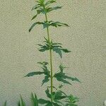 Rubia tinctorum পাতা