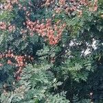 Koelreuteria paniculata Habit