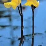 Utricularia australis Květ