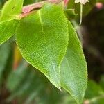 Vaccinium padifolium Leaf