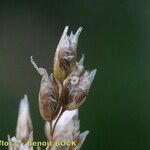 Anthoxanthum nitens Fruit