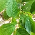 Styrax chinensis