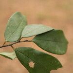 Baphia pubescens Φύλλο