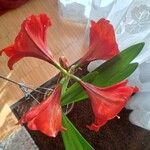 Hippeastrum reginae ᱵᱟᱦᱟ