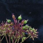 Aralia cachemirica Агульны выгляд