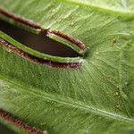 Pteris mildbraedii Leaf