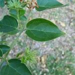 Jasminum auriculatum Leaf
