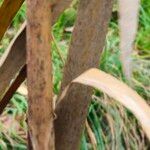 Typha angustifolia പുറംതൊലി