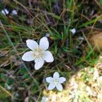 Parnassia palustrisЦвят