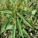 Helianthus grosseserratus Leaf