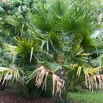 Livistona australis Libunga
