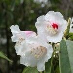 Rhododendron morii Blüte