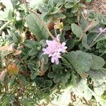 Scabiosa cinerea Flower