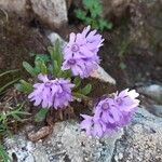 Primula glutinosa Blomst