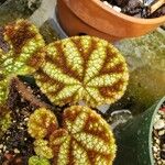 Begonia kui Leaf