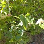 Smilax aspera ഇല