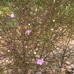 Agalinis tenuifolia Plante entière