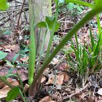 Arum maculatum Лист