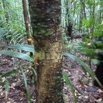 Licania robusta 樹皮