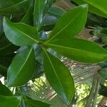 Ardisia compressa Leaf