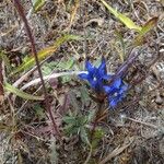 Gentiana affinis Habit