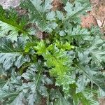 Acanthus mollis Leht