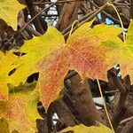 Acer saccharum 葉