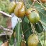 Tina chapelieriana Fruto