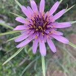 Tragopogon angustifolius Çiçek