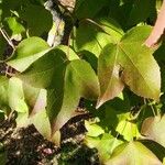 Liquidambar formosana برگ