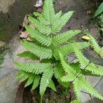 Pteris fauriei برگ