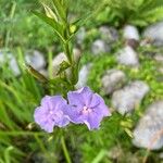 Mimulus ringens Virág