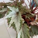 Begonia rex Leaf