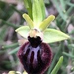 Ophrys sphegodes Blüte