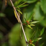 Ernodea littoralis Otro