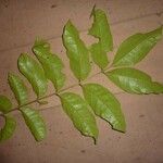 Tapirira bethanniana Leaf
