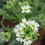 Berteroa incana Flor