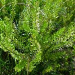 Lepidium densiflorum Fuelha