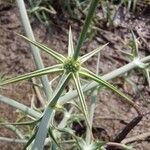 Eryngium corniculatum