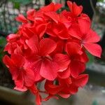 Pelargonium zonaleЦветок