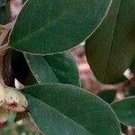 Cotoneaster pannosus Blad